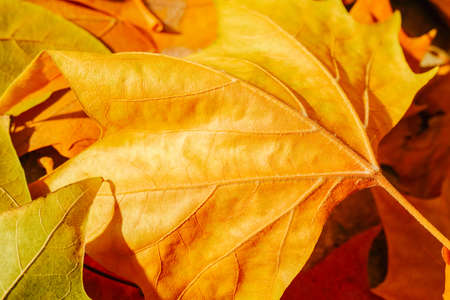 Sycamore tree in autumn with fallen yellow leaves