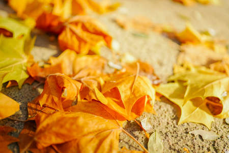 Sycamore tree in autumn with fallen yellow leaves