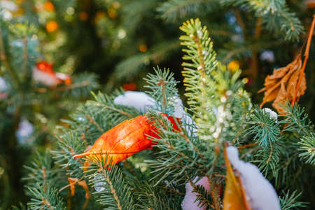 Autumn red creeper, beautiful lightの写真素材