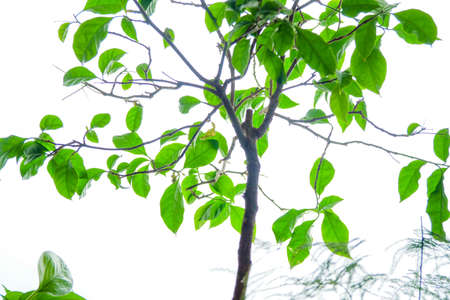 Fresh green leaves and green trees