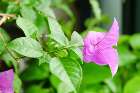 Flowerpot plant red leaf flower