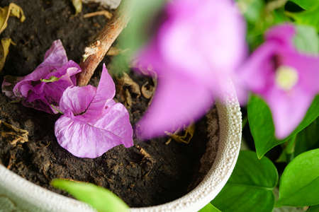 Flowerpot plant red leaf flowerの写真素材