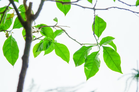 Fresh green leaves and green trees