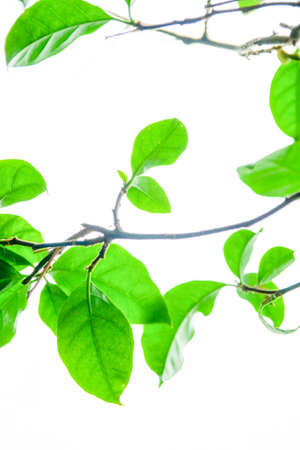 Fresh green leaves and green trees