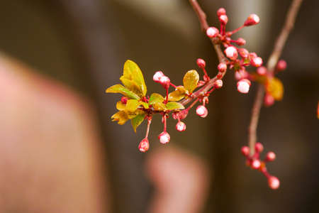 Pink buds that have not bloomed in springの写真素材