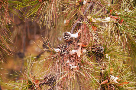 Pine needles and pine cones covered in snow and ice