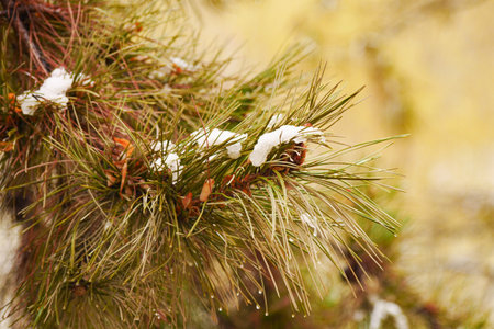 Pine needles and pine cones covered in snow and ice