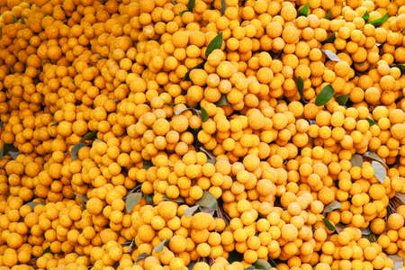 Heaps of fresh longan, ripe harvestの写真素材
