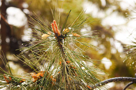 Pine needles and pine cones covered in snow and ice