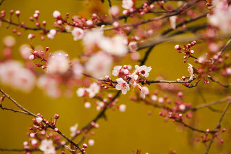 Pink apricot blossoms blooming in spring