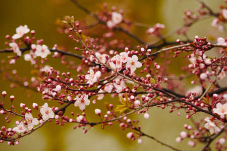 Pink apricot blossoms blooming in springの写真素材