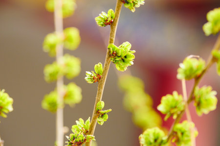Spring elm green elm seeds