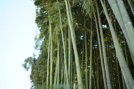 Green bamboo forest, mysterious oriental culture