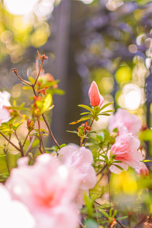 Pink blooming plant rhododendron garden flowersの写真素材