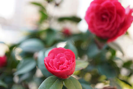 Pink blooming plant rhododendron garden flowersの写真素材