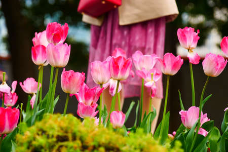 A bunch of pink tulips are blooming in the spring gardenの写真素材