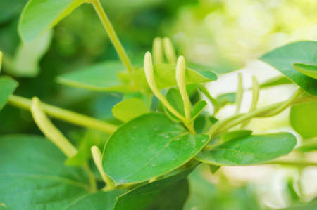 Spring household climbing vine green plant honeysuckle white bud vitalityの写真素材