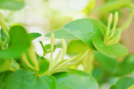 Spring household climbing vine green plant honeysuckle white bud vitalityの写真素材