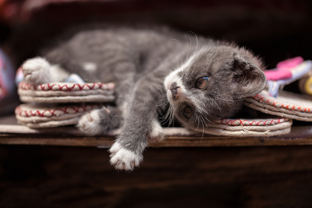 Kitten の写真素材