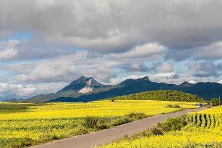 Rape blossomsの写真素材