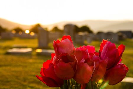 Red Flowers in Sunset