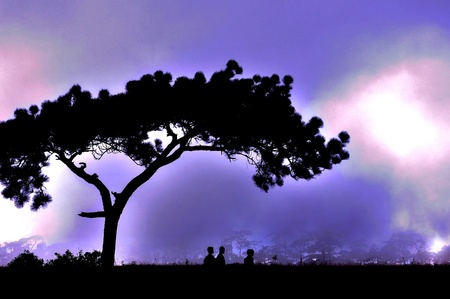A big pine tree with childrenの写真素材