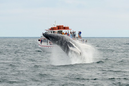MASSACHUSETTS BAY, USA - JUL 25, 2015: Humpback whale breaching out of the water in front of Whale Watching Boat Miss Cape Ann on the sea near Gloucester, Massachusetts, USA.のeditorial素材