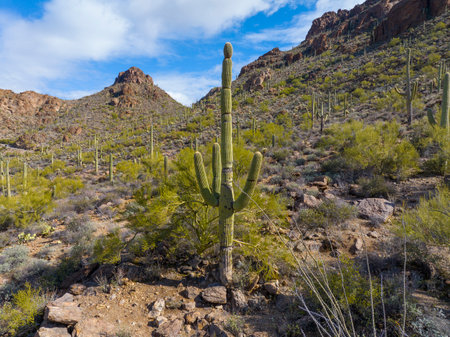 Giant saguaro cactus aerial view with Sonoran Desert landscape at Gates Pass near Saguaro National Park in city of Tucson, Arizona AZ, USA.の写真素材