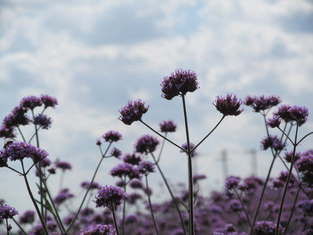 Lavenderの写真素材