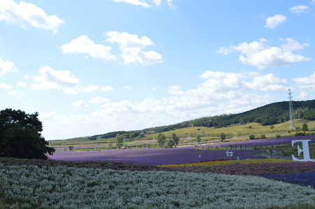 Lavenderのeditorial素材