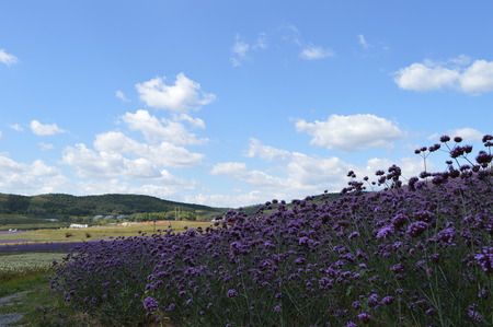 Lavenderのeditorial素材