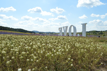 Lavender fieldのeditorial素材