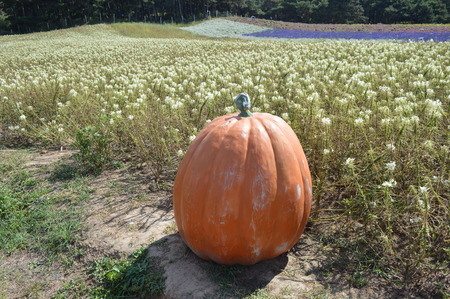Pumpkinの写真素材