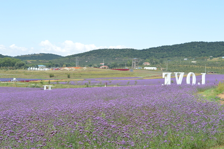 Lavenderのeditorial素材