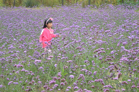 Lavenderのeditorial素材