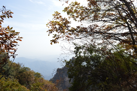 forest の写真素材