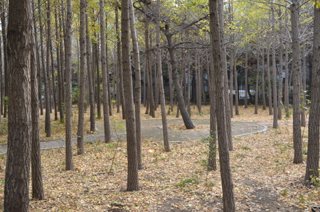 Woodsの写真素材