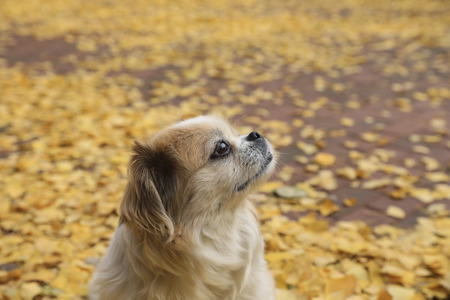 dog at autumn