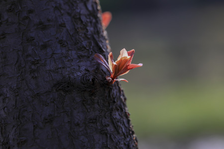 Buds on the trunk
