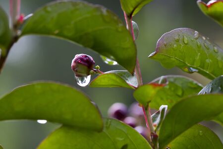 Water droplets on flower plantの写真素材