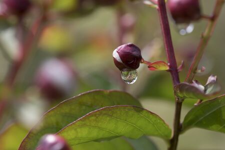 Water droplets on flower plantの写真素材