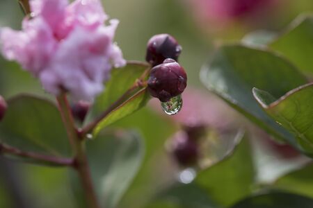 Water droplets on flower plantの写真素材