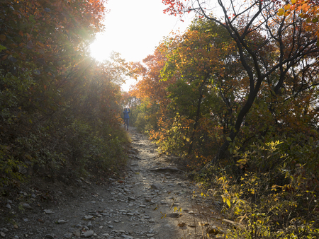 the pathway in the red leaves autumn forestのeditorial素材