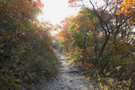 the path in the red leavesの写真素材