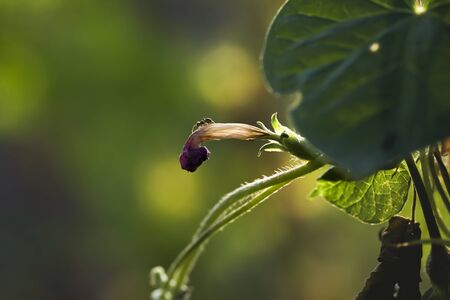 An ant on the morning gloryの写真素材