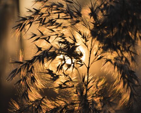 The reed flowers under the backlight