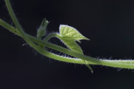 The green vines in black background