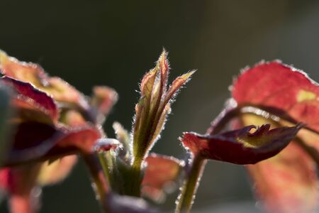 The tener leaves under backlightの写真素材