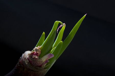 Sprouting onion on black background