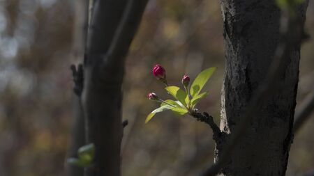 Little flowers in the woods in spring